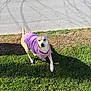 Storm is registered to the contest to win money with this photo: dog, purple_jacket, grass, sidewalk, street, car, shadow, daylight, outdoor, pet, curious, brown_dog, canine, pavement, nature, sunny, animal, walking, park, leisure