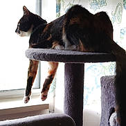 Brownie is registered to the contest to win money with this photo: cat, tortoiseshell, cat_tree, window, curtains, indoor, pet, relaxed, lounging, drapes, feline, animal, fur, legs, paws, sunlight, home, cozy, looking_out, resting