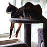 cat, tortoiseshell, cat_tree, window, curtains, indoor, pet, relaxed, lounging, drapes, feline, animal, fur, legs, paws, sunlight, home, cozy, looking_out, resting