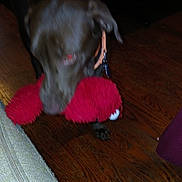 Tori is registered to the contest to win money with this photo: dog, brown_dog, toy, plush_toy, red_toy, wooden_floor, couch, collar, indoor, pet, animal, floor, blur, play, mouth, furniture, home, domestic_animal, canine, living_room