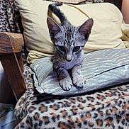 Lil Guy is registered to the contest to win money with this photo: kitten, cat, pet, animal, feline, indoor, cushion, blanket, patterned, leopard_print, wooden_armrest, furniture, resting, cute, young, whiskers, ears, paws, curious, small