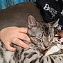 cat, striped_cat, sleeping, hand, couch, blanket, skeleton_pattern, indoor, pet, feline, close_up, resting, domestic_animal, comfort, relaxation, fur, whiskers, ear, animal, human_hand