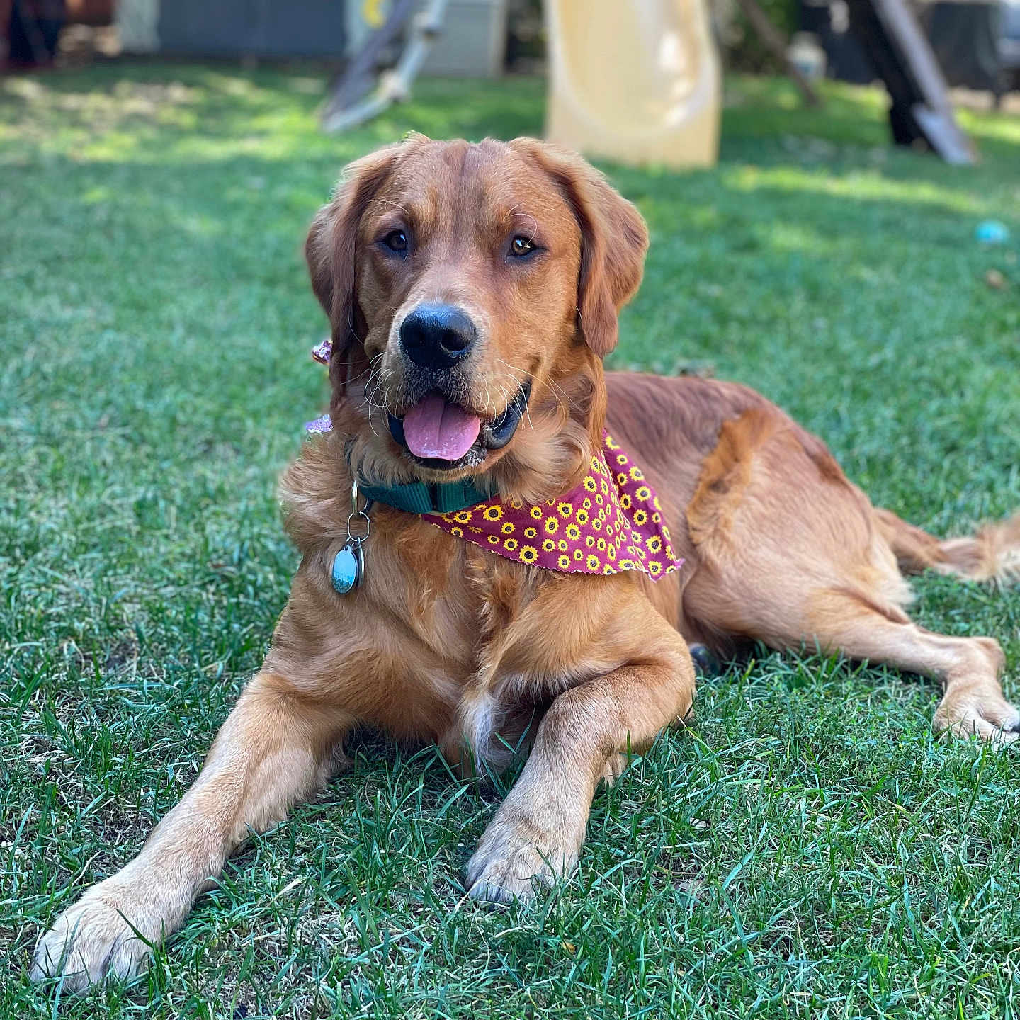 Cosmo joined the competition — help win amazing prizes! accessories, animal, architecture, backyard, building, canine, dog, goldenretriever, grass, hound, labradorretriever, lawn, nature, outdoors, pet, plant, playarea, puppy, summer, yard