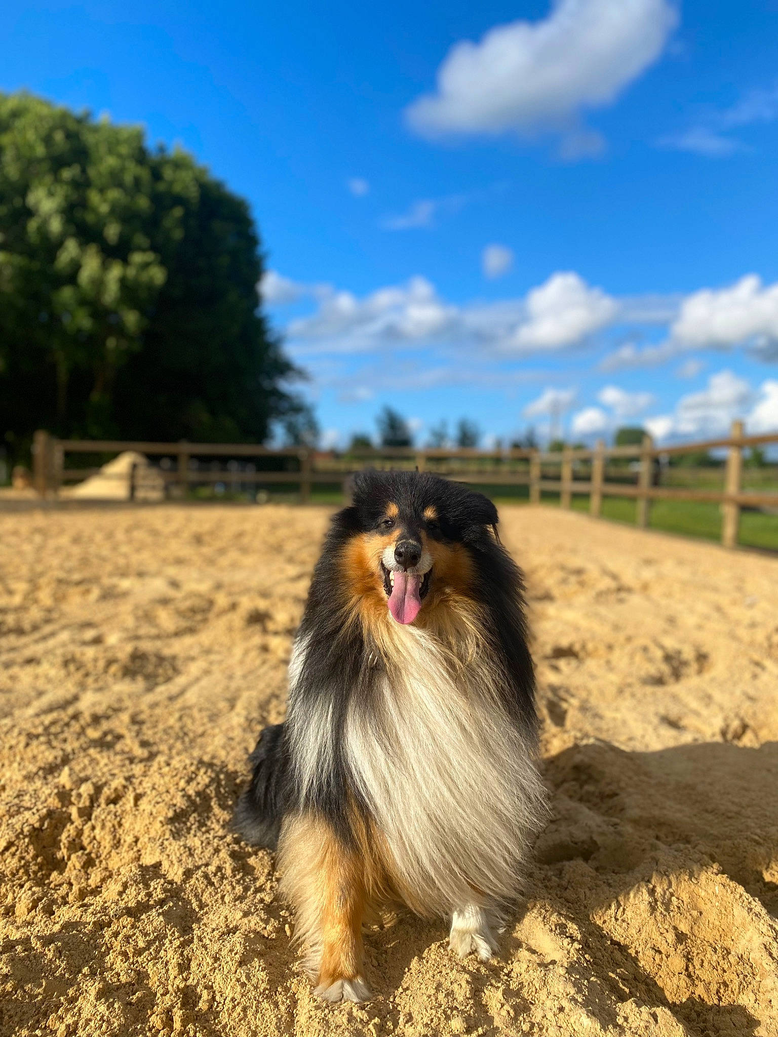 Oby participe au concours pour gagner de l'argent avec cette photo : canidae, carnivore, cloud, companion_dog, cumulus, dog, dog_breed, fawn, fur, grass, horizon, landscape, liver, sky, soil, sporting_group, terrestrial_animal, tree, wood