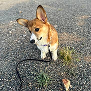 Ravan is registered to the contest to win money with this photo: dog, corgi, puppy, leash, gravel, grass, rock, outdoor, pet, animal, curious, brown, white, small, ears, collar, walking, nature, young, canine