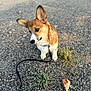 dog, corgi, puppy, leash, gravel, grass, rock, outdoor, pet, animal, curious, brown, white, small, ears, collar, walking, nature, young, canine