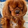 dog, brown_fur, long_hair, pet, cute, sleepy, tongue_out, blanket, couch, indoor, fluffy, relaxed, animal, companion, fur, paw, collar, home, resting, cute_pet