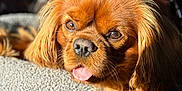 Viam participe au concours pour gagner de l'argent avec cette photo : dog, pet, brown_dog, tongue_out, sunlight, bed, paw_prints, bone_pattern, resting, close_up, fur, canine, cute, animal, domestic_animal, portrait, relaxed, indoor, texture, sleepy