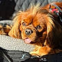dog, pet, brown_dog, tongue_out, sunlight, bed, paw_prints, bone_pattern, resting, close_up, fur, canine, cute, animal, domestic_animal, portrait, relaxed, indoor, texture, sleepy