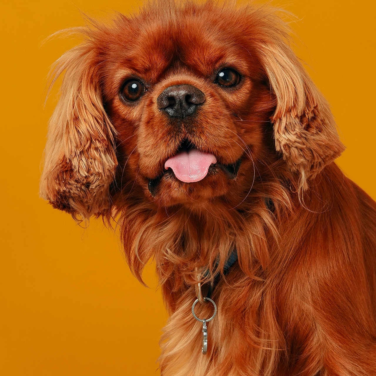Viam participe au concours pour gagner de l'argent avec cette photo : animal, brown_fur, canine, closeup, collar, cute, dog, ears, expression, fluffy, friendly, fur, looking, mammal, mustard_background, nose, pet, portrait, studio, tongue_out