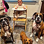 baby, high_chair, kitchen, tile_floor, dog, dachshund, boxer_dog, brindle_dog, pet, animal, child, indoor, curious, looking, floor, furniture, window_blinds, person, domestic, companion