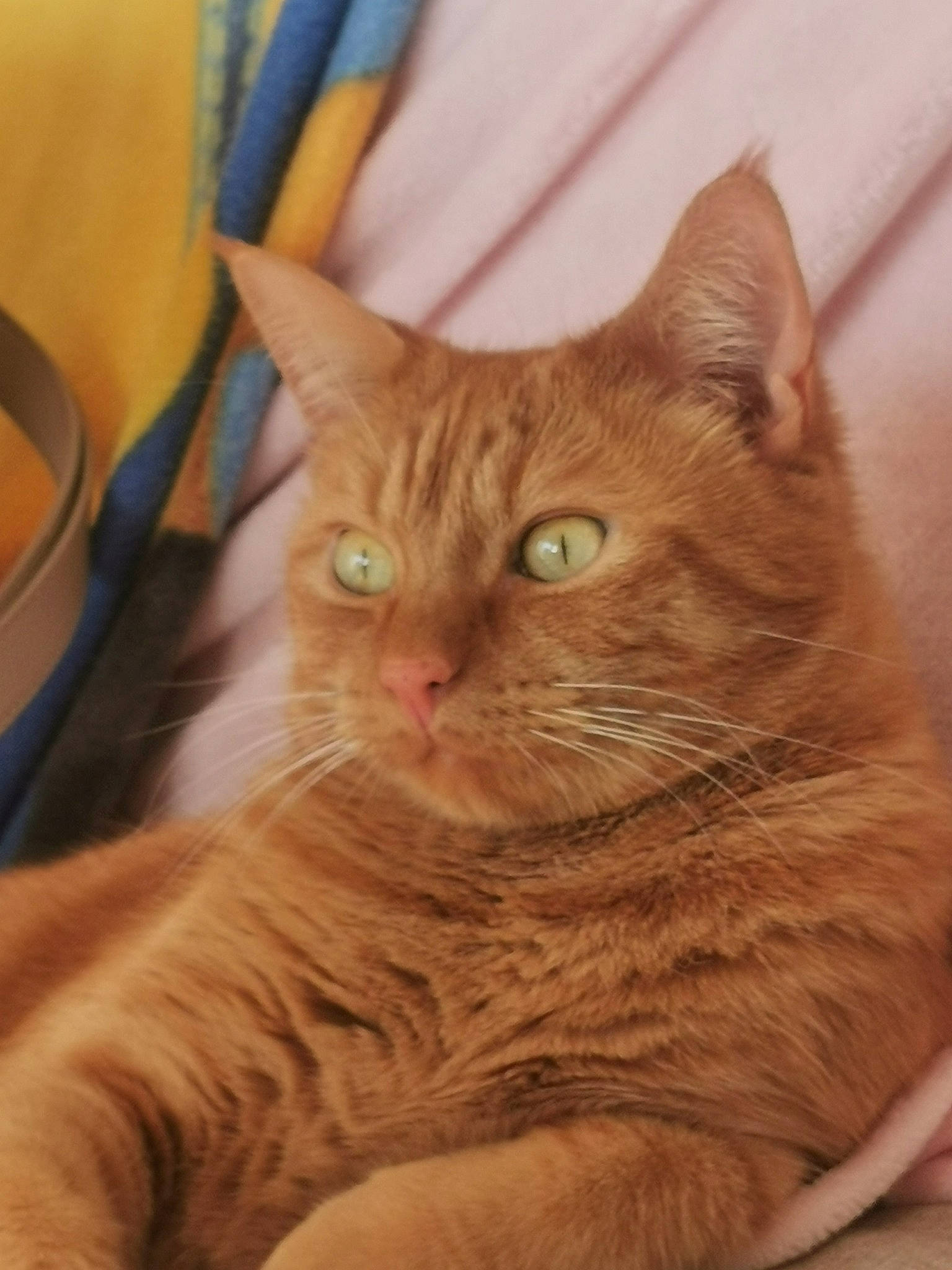 Bambino a rejoint le concours — aidez-le/la à gagner de superbes lots ! carnivore, cat, claw, comfort, domestic_short_haired_cat, ear, eye, fawn, felidae, fur, hair, paw, sitting, small_to_medium_sized_cats, snout, tail, terrestrial_animal, whiskers, wood, wrinkle