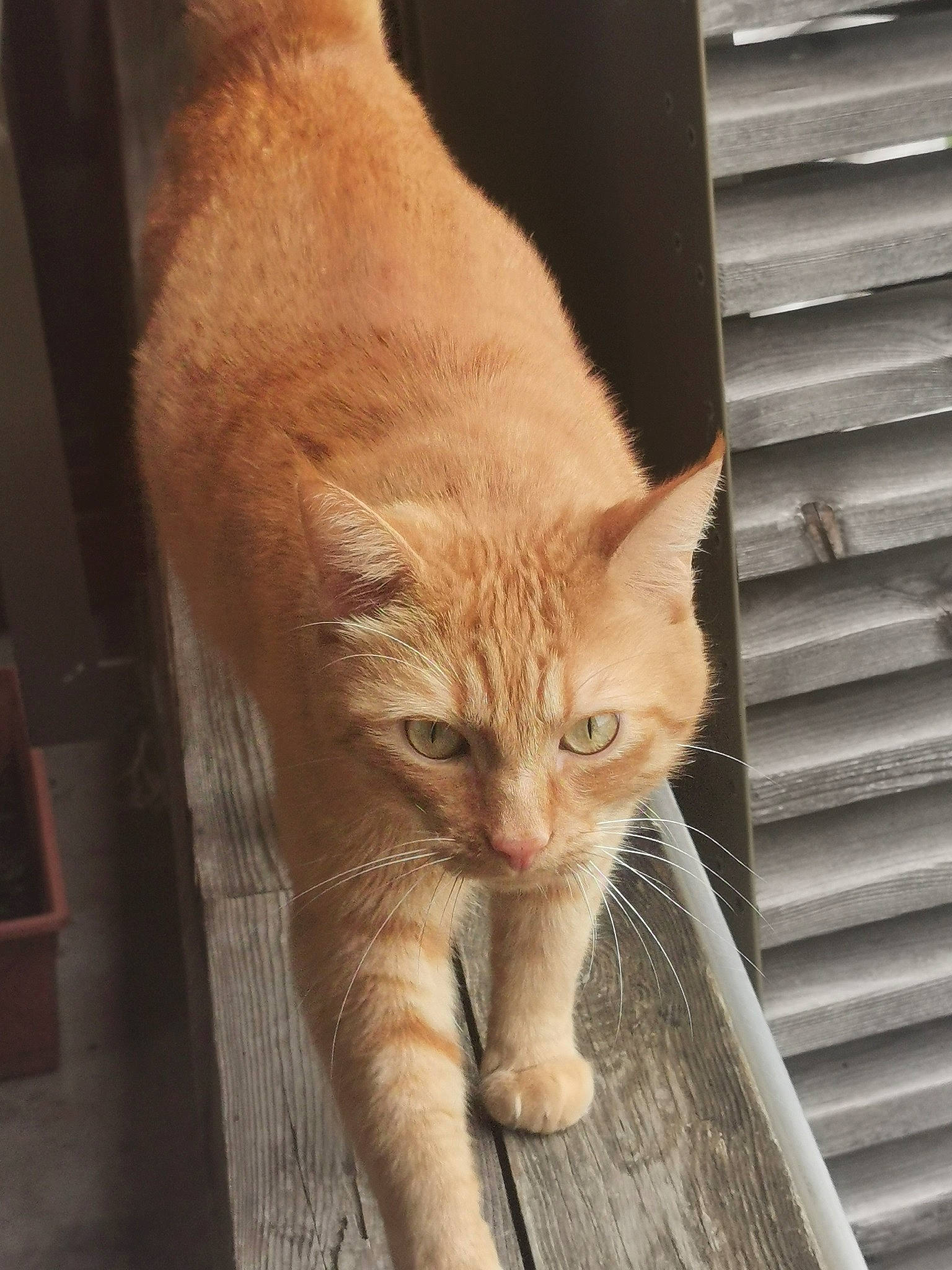 Bambino a rejoint le concours — aidez-le/la à gagner de superbes lots ! carnivore, cat, claw, comfort, domestic_short_haired_cat, eye, fawn, felidae, foot, fur, paw, plant, sitting, small_to_medium_sized_cats, snout, tail, terrestrial_animal, whiskers, window, wood