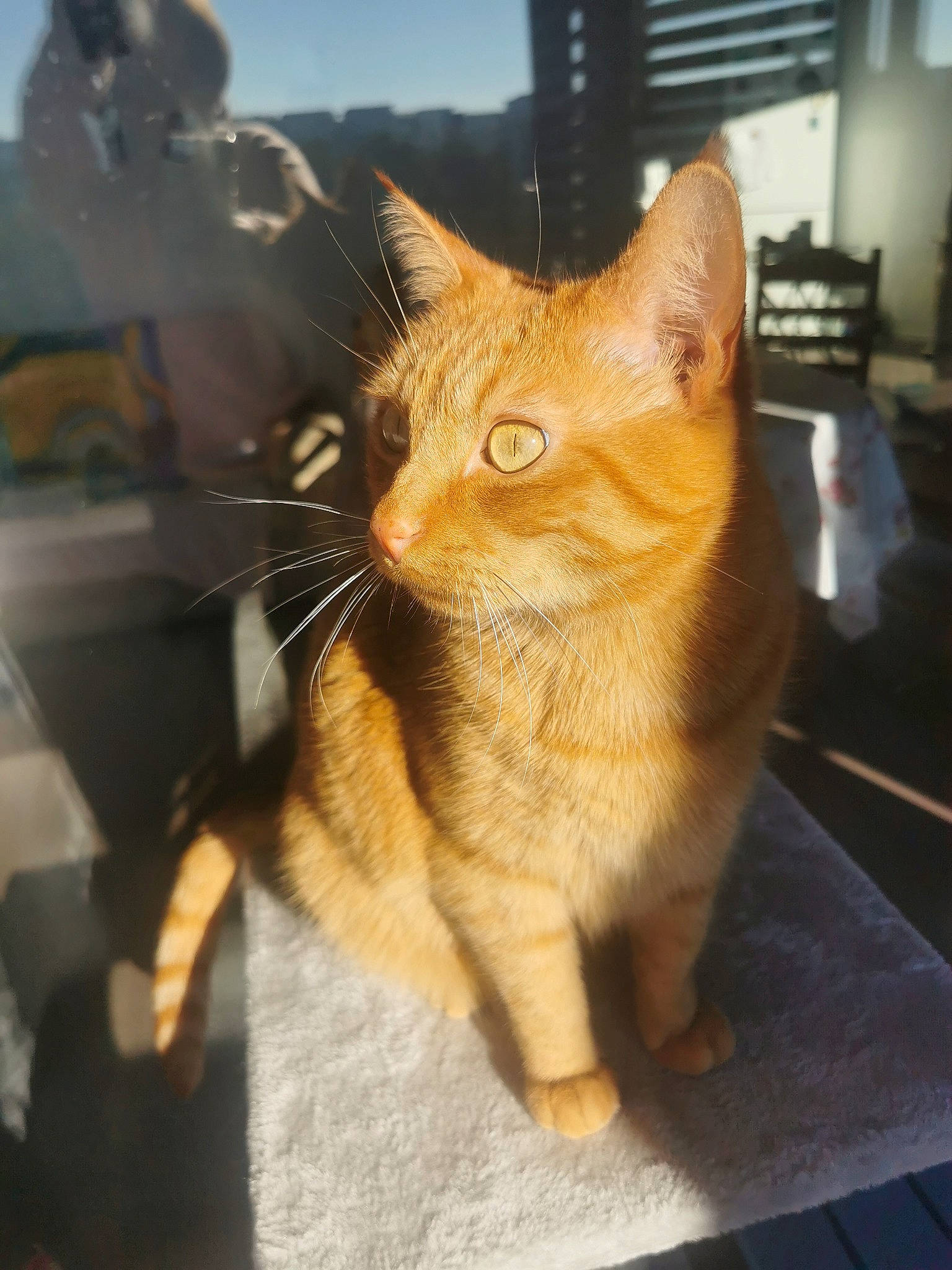 Bambino participe au concours pour gagner de l'argent avec cette photo : carnivore, cat, claw, comfort, domestic_short_haired_cat, eye, fawn, felidae, flooring, fur, iris, paw, sitting, small_to_medium_sized_cats, snout, tail, terrestrial_animal, whiskers, window, wood