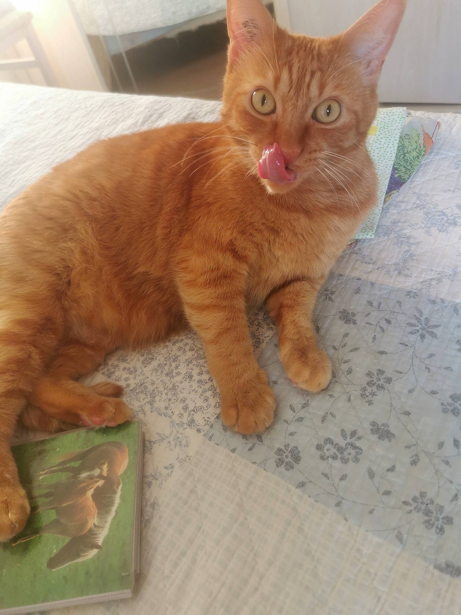 Bambino a rejoint le concours — aidez-le/la à gagner de superbes lots ! carnivore, cat, claw, comfort, domestic_short_haired_cat, fawn, felidae, flooring, foot, fur, liver, paw, pet_supply, sitting, small_to_medium_sized_cats, snout, tail, terrestrial_animal, whiskers, wood