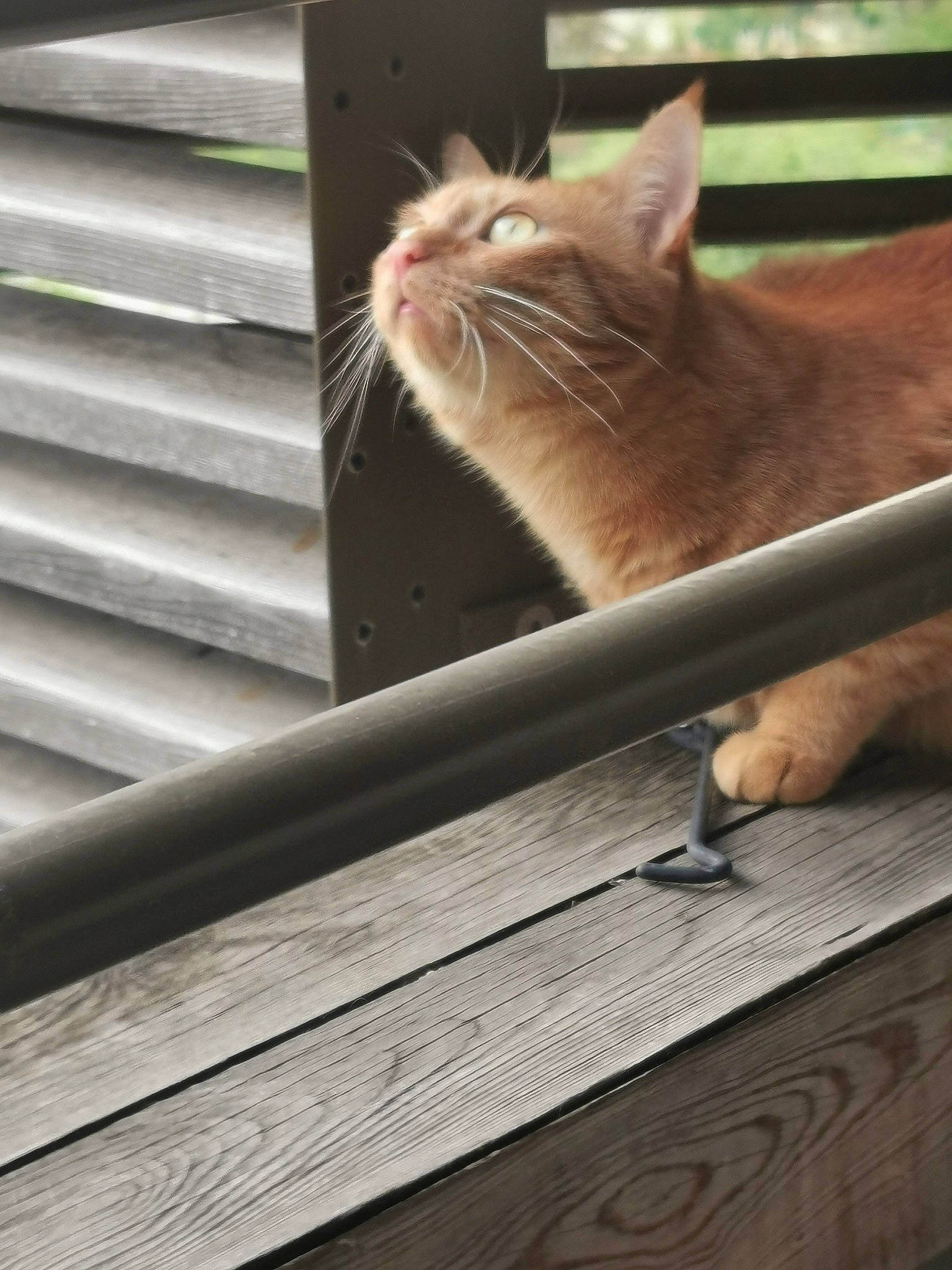 Bambino a rejoint le concours — aidez-le/la à gagner de superbes lots ! animal_shelter, carnivore, cat, claw, domestic_short_haired_cat, fawn, felidae, fur, hardwood, mammal, paw, roof, small_to_medium_sized_cats, snout, tail, whiskers, window, window_blind, window_covering, wood