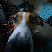 Travel joined the competition — help win amazing prizes! dog, close_up, indoor, carpet, furniture, pet, animal, face, nose, ears, cage, drawer, room, household, brown, white, curious, dim_light, floor, background
