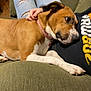 Travel is registered to the contest to win money with this photo: dog, person, ripped_jeans, green_chair, pink_collar, indoor, couch, relaxing, brown_dog, white_paws, human_hand, casual_clothing, comfort, resting, living_room, cardboard_box, wooden_furniture, floor, pet, affection