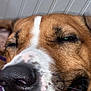 Travel joined the competition — help win amazing prizes! dog, close_up, sleepy, face, nose, brown, white, spots, fur, pet, animal, snout, whiskers, indoors, background, expression, cute, canine, relaxed, portrait