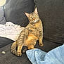 Brizzy joined the competition — help win amazing prizes! cat, tabby, couch, blanket, indoor, pet, animal, feline, relaxed, yellow_eyes, fur, paw, tail, soft_texture, home, cozy, seating, looking, curious, resting