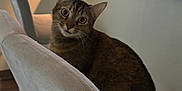 Brizzy is registered to the contest to win money with this photo: cat, tabby_cat, chair, indoor, furniture, pet, animal, curious, looking_back, kitchen, counter, light, cozy, home, domestic, mammal, whiskers, ears, tail, floor