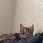 Brizzy is registered to the contest to win money with this photo: cat, tabby, pet, animal, indoor, blanket, curious, wide_eyes, cozy, resting, feline, fur, ears, whiskers, face, looking, home, wall, soft, comfortable