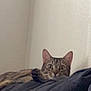 cat, tabby, pet, animal, indoor, blanket, curious, wide_eyes, cozy, resting, feline, fur, ears, whiskers, face, looking, home, wall, soft, comfortable