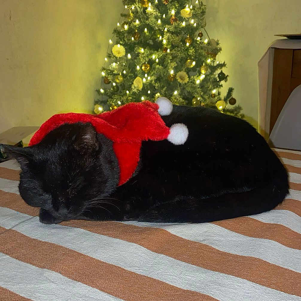 Coco participe au concours pour gagner de l'argent avec cette photo : animal, blackcat, blanket, canine, cat, christmas, christmasdecorations, christmastree, dog, dogbed, festival, furniture, manx, person, pet, plush, puppy, rabbit, sleeping, toy