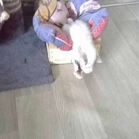 Tigrou