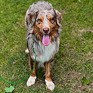 Aries is registered to the contest to win money with this photo: dog, australian_shepherd, grass, outdoor, pet, animal, canine, tongue_out, leash, happy, standing, brown, white, fur, ears, eyes, nature, summer, playful, friendly