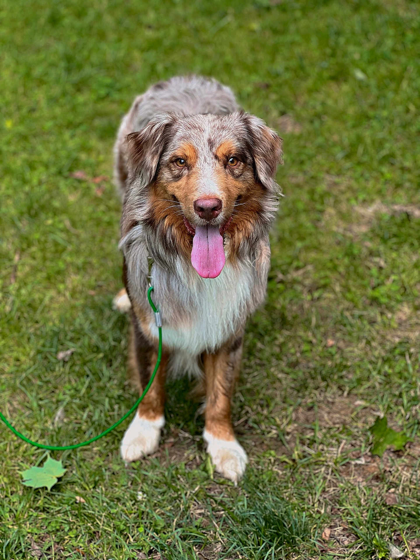Aries is registered to the contest to win money with this photo: dog, australian_shepherd, grass, outdoor, pet, animal, canine, tongue_out, leash, happy, standing, brown, white, fur, ears, eyes, nature, summer, playful, friendly
