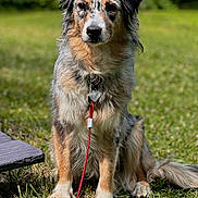 Nezuko is registered to the contest to win money with this photo: dog, australian_shepherd, leash, collar, grass, outdoor, pet, animal, sitting, fur, portrait, nature, greenery, sunlight, canine, loyal, friendly, eyes, paw, muzzle