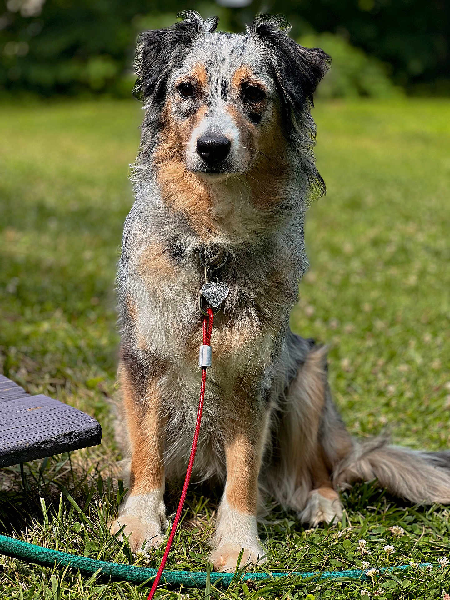 Nezuko is registered to the contest to win money with this photo: dog, australian_shepherd, leash, collar, grass, outdoor, pet, animal, sitting, fur, portrait, nature, greenery, sunlight, canine, loyal, friendly, eyes, paw, muzzle