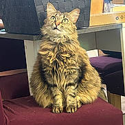 Clochette a rejoint le concours — aidez-le/la à gagner de superbes lots ! cat, tabby_cat, fluffy_fur, green_eyes, sitting, chair, maroon_chair, indoor, table, basket, box, furniture, pet, animal, looking_up, whiskers, domestic_cat, curious, household, cozy