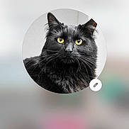 Xena is registered to the contest to win money with this photo: cat, black_cat, yellow_eyes, whiskers, long_fur, pet, animal, portrait, avatar, profile_picture, circular_crop, close_up, ears, indoor, smartphone_screenshot, app_ui, icons, blurred_background, share_button, qr_code