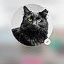 cat, black_cat, yellow_eyes, whiskers, long_fur, pet, animal, portrait, avatar, profile_picture, circular_crop, close_up, ears, indoor, smartphone_screenshot, app_ui, icons, blurred_background, share_button, qr_code