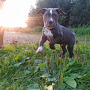 Odin is registered to the contest to win money with this photo: puppy, dog, grass, outdoor, sunset, sunlight, person, legs, playful, nature, greenery, young_dog, running, sunflare, field, plants, ears, animal, pet, daylight