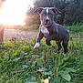 puppy, dog, grass, outdoor, sunset, sunlight, person, legs, playful, nature, greenery, young_dog, running, sunflare, field, plants, ears, animal, pet, daylight
