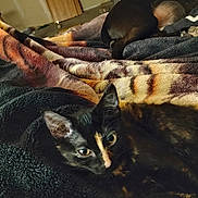 Diamond is registered to the contest to win money with this photo: animal, black, blanket, brown, cat, companion, cozy, cute, dog, fur, furry, indoor, orange, pet, relaxing, resting, sleeping, soft, two_animals, warm