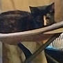 cat, chair, indoor, furniture, resting, animal, blur, dark, pet, household, cozy, feline, seat, background, domestic, quiet, relaxing, soft, low_light, shadow