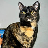 Milka participe au concours pour gagner de l'argent avec cette photo : animal, cat, clothing, computer, computerhardware, computerkeyboard, desk, electronics, face, furniture, hardware, hat, head, laptop, manx, monitor, pc, person, pet, table