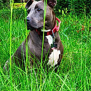 Bubba joined the competition — help win amazing prizes! dog, collar, grass, outdoor, nature, greenery, pet, animal, sitting, alert, ears, fur, canine, field, leaf, plant, summer, daylight, portrait, muzzle
