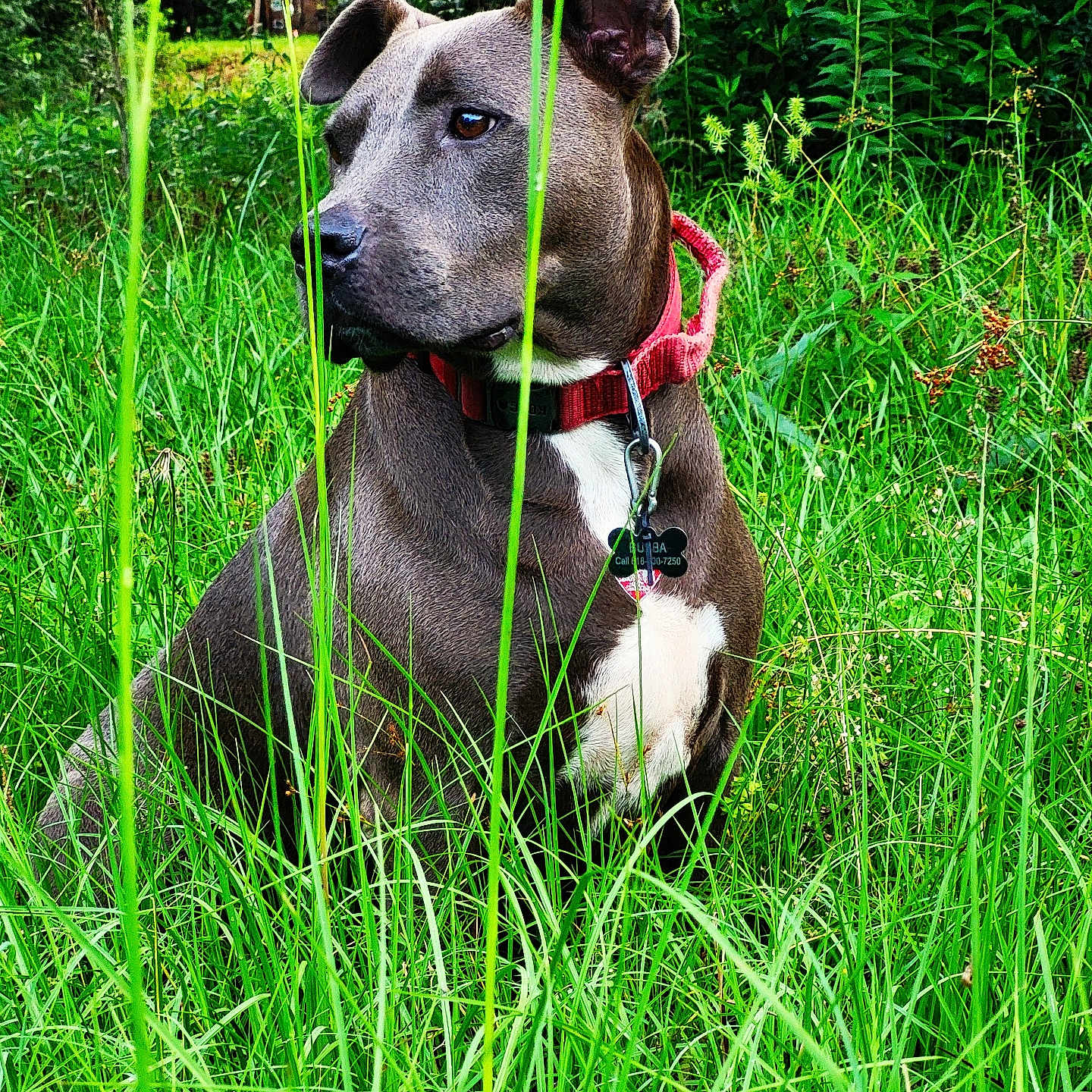 Bubba joined the competition — help win amazing prizes! alert, animal, canine, collar, daylight, dog, ears, field, fur, grass, greenery, leaf, muzzle, nature, outdoor, pet, plant, portrait, sitting, summer