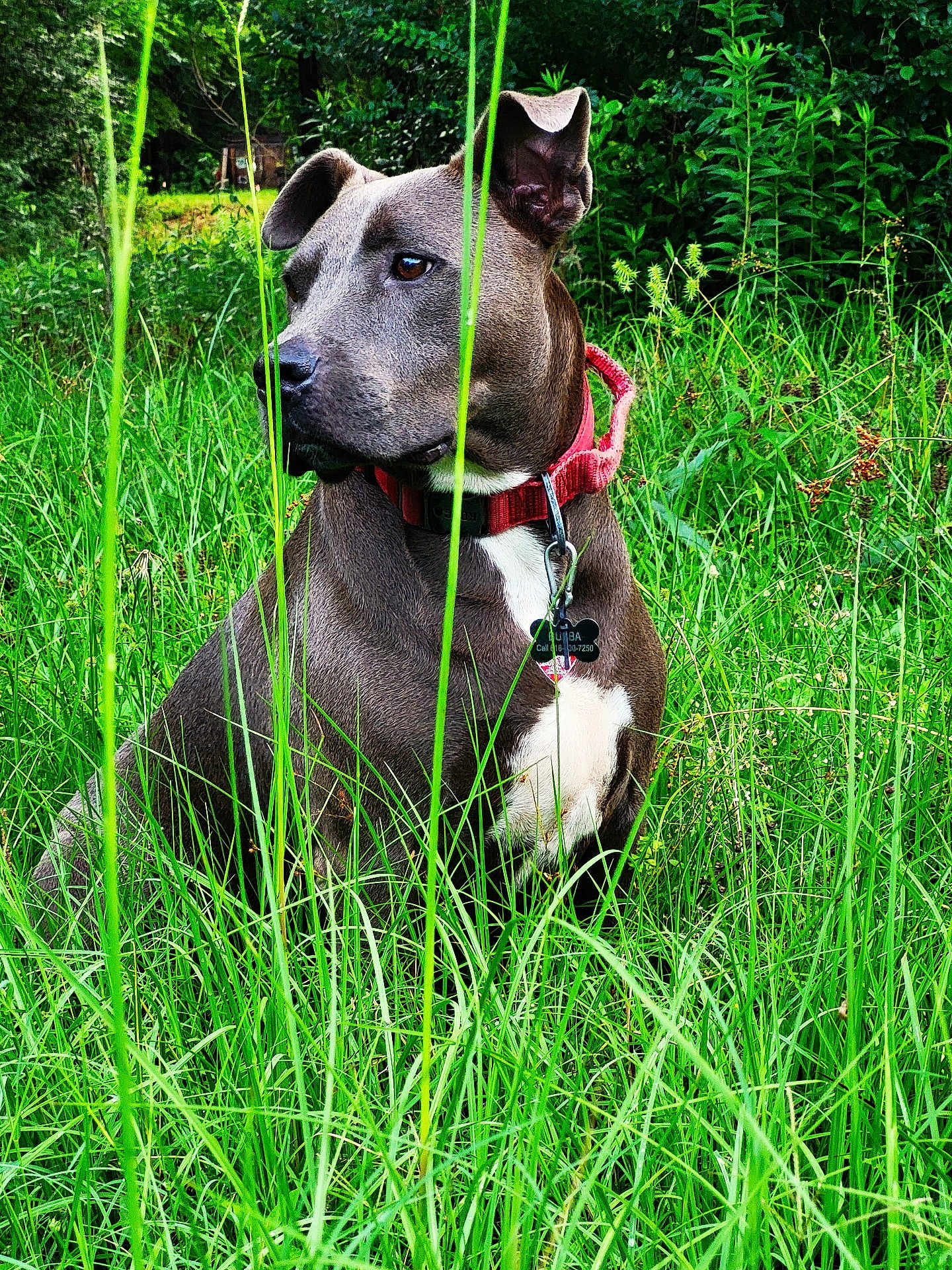 Bubba joined the competition — help win amazing prizes! dog, collar, grass, outdoor, nature, greenery, pet, animal, sitting, alert, ears, fur, canine, field, leaf, plant, summer, daylight, portrait, muzzle