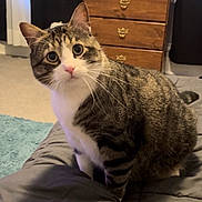 Darwin joined the competition — help win amazing prizes! cat, tabby_cat, indoor, bed, furniture, curious, pet, animal, whiskers, fur, ears, eyes, domestic_cat, carpet, dresser, comfort, cozy, looking, sitting, home