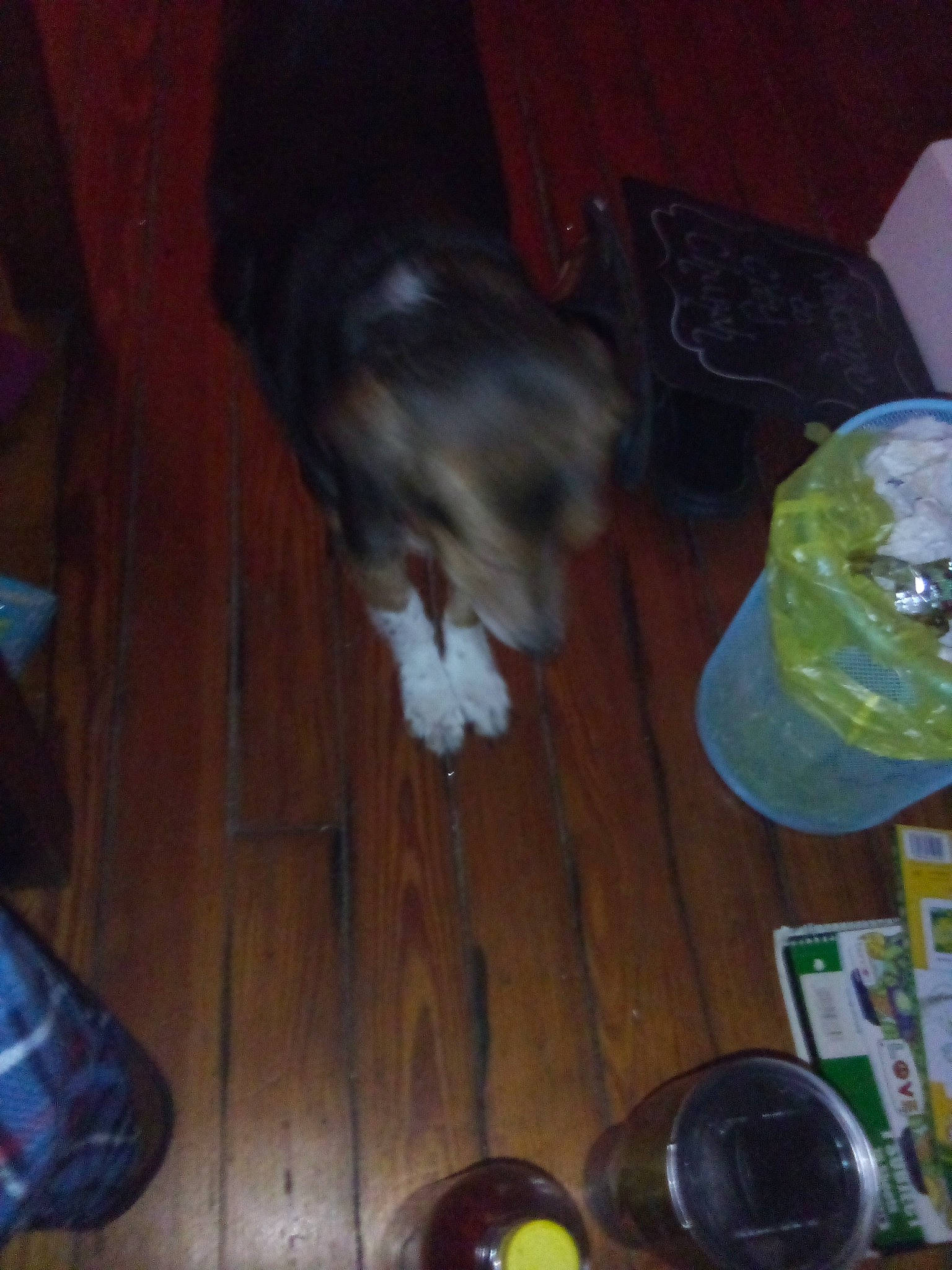 Joey joined the competition — help win amazing prizes! carnivore, companion_dog, dog, dog_breed, felidae, flooring, fur, hardwood, laminate_flooring, personal_protective_equipment, plastic_bag, small_to_medium_sized_cats, tableware, tail, toy_dog, varnish, whiskers, wood, wood_flooring, wood_stain