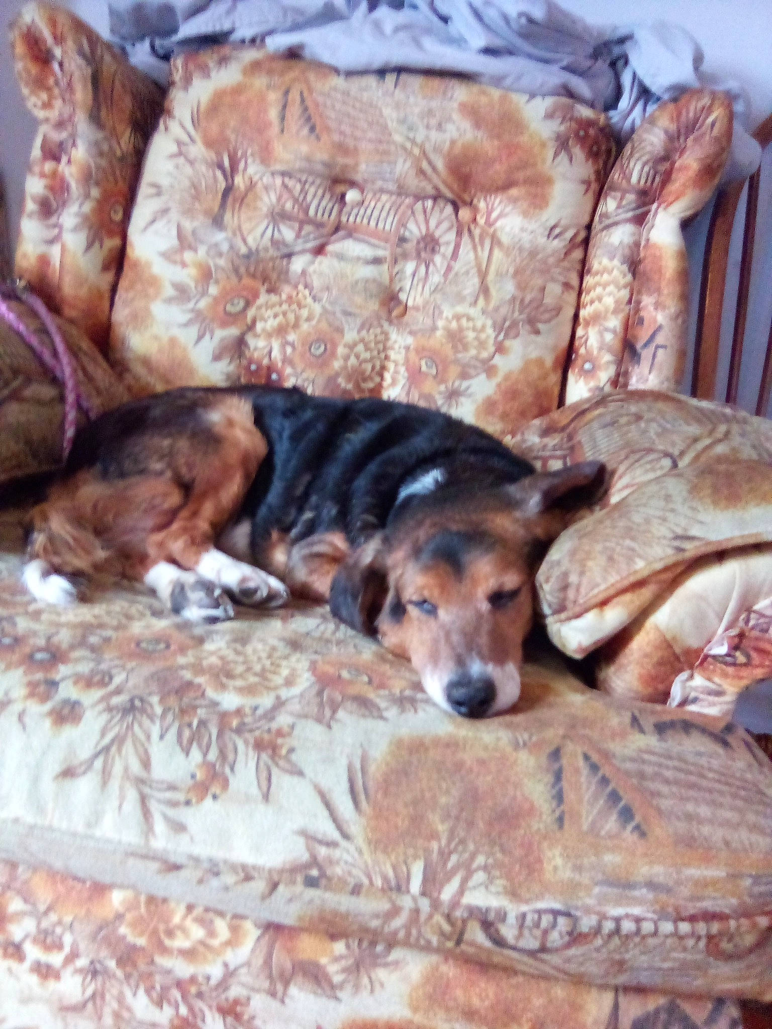 Joey joined the competition — help win amazing prizes! bed, bedding, canidae, carnivore, comfort, companion_dog, couch, dog, dog_breed, dog_supply, fawn, fur, linens, liver, nap, room, sporting_group, terrestrial_animal, wood, working_animal