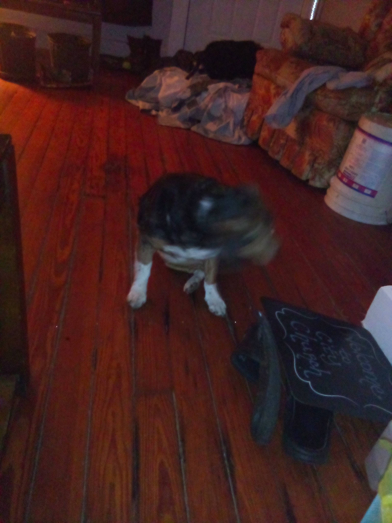 Joey joined the competition — help win amazing prizes! carnivore, comfort, companion_dog, couch, dog, dog_breed, felidae, floor, flooring, fur, grey, hardwood, laminate_flooring, living_room, small_to_medium_sized_cats, tail, whiskers, wood, wood_flooring, wood_stain