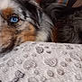 Sweety a rejoint le concours — aidez-le/la à gagner de superbes lots ! animal, black, blanket, blue_eyes, brown, canine, close_up, cozy, dog, fur, furry, gray, indoor, paw_prints, pet, portrait, relaxed, resting, soft_texture, white