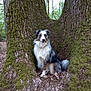 animal, australian_shepherd, blue_eyes, calm, canine, dog, forest, fur, leaves, moss, nature, outdoor, pet, quiet, scenery, sitting, tree_trunk, trunk, wildlife, woodland